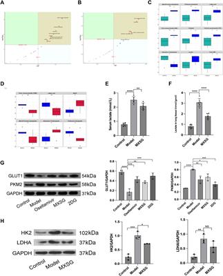 Pharmacological mechanisms of Ma Xing Shi Gan Decoction in treating influenza virus-induced pneumonia: intestinal microbiota and pulmonary glycolysis